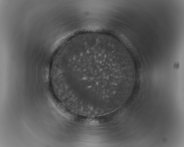 X0000113550640200910021531