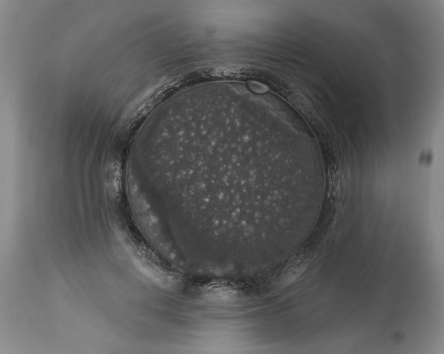 X0000113550648200910021531