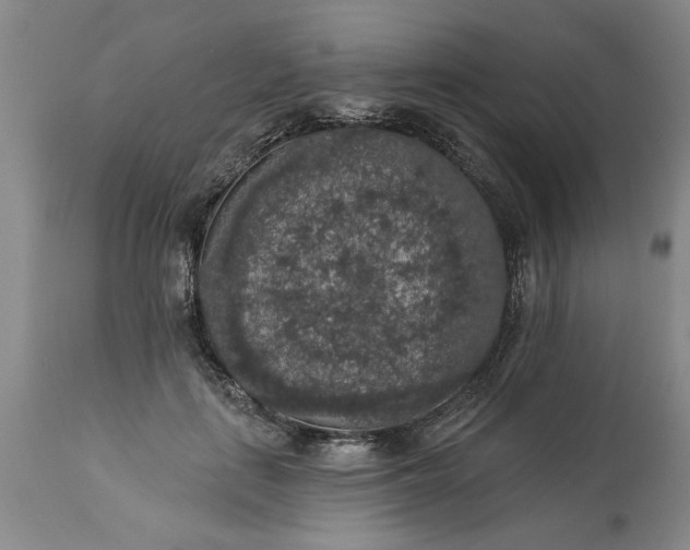 X0000113550651200910021531