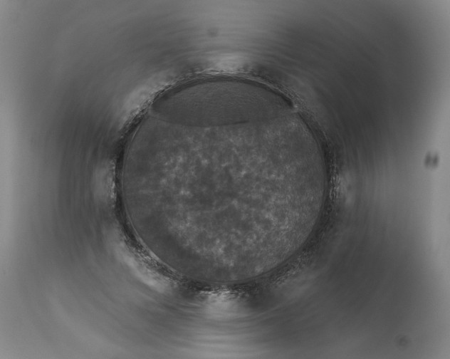 X0000113550688200910021531