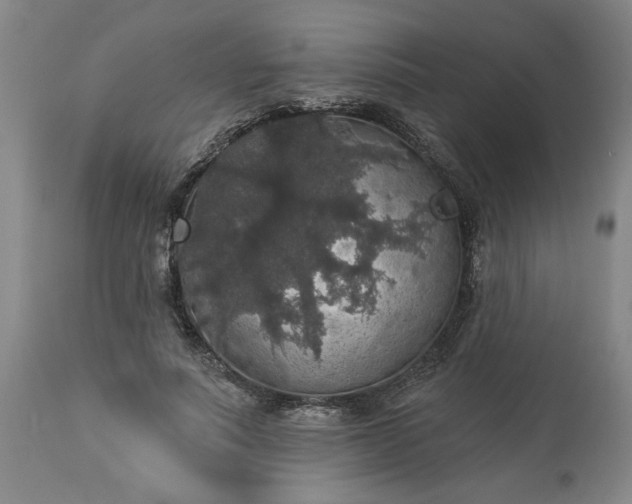 X0000113550691200910021531