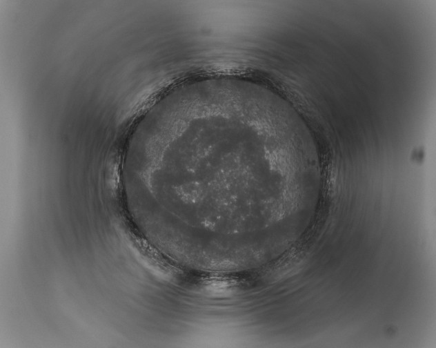 X0000113550746200910021530