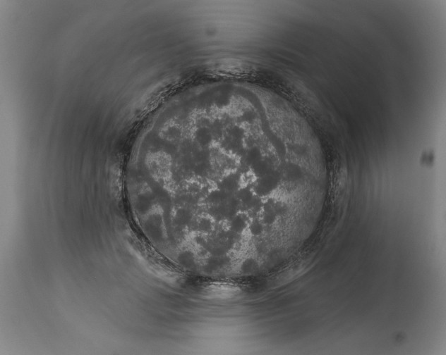 X0000113550749200910021530