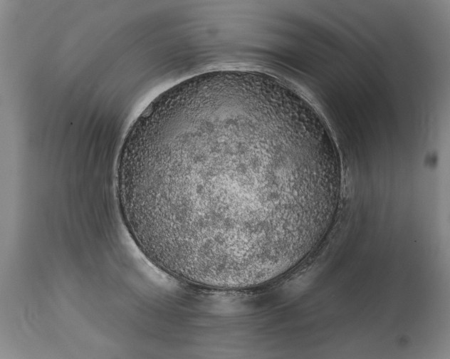 X0000113550803200910021529