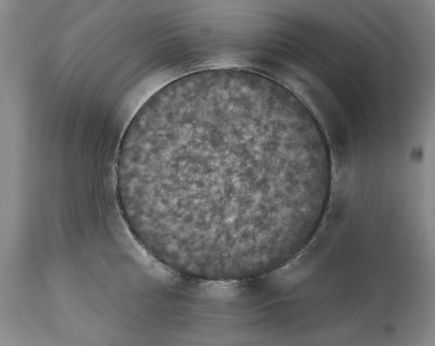 X0000113550810200910021529