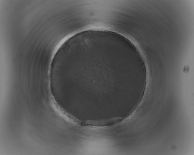 X0000113550864200910021529