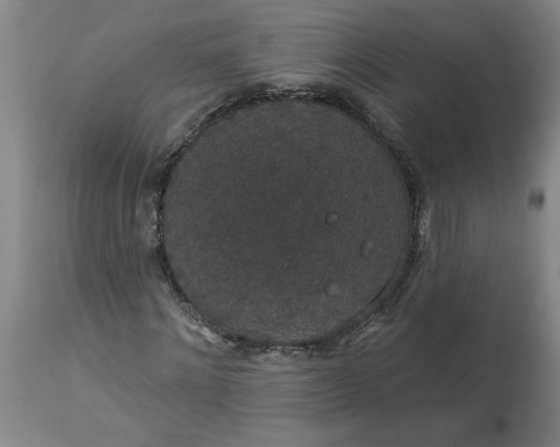 X0000113550868200910021528