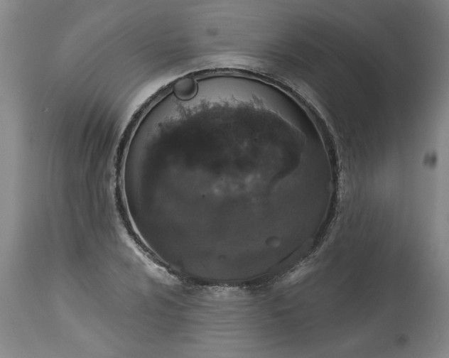 X0000113551024200910021525