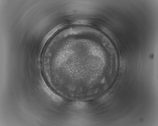 X0000113551090200910021525