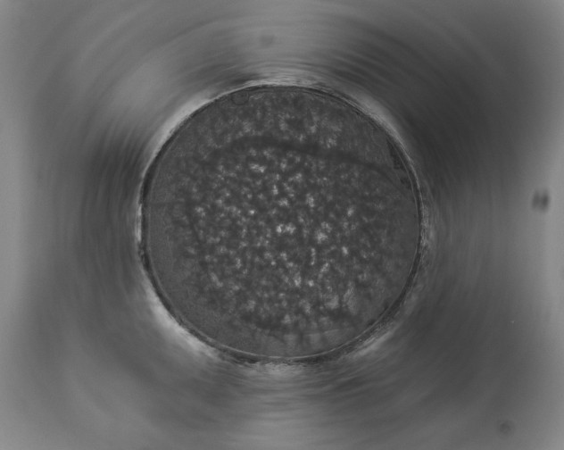 X0000113551095200910021525