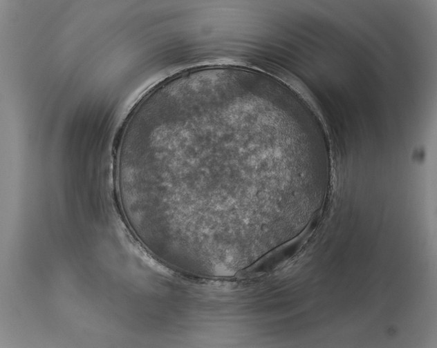 X0000113551096200910021525