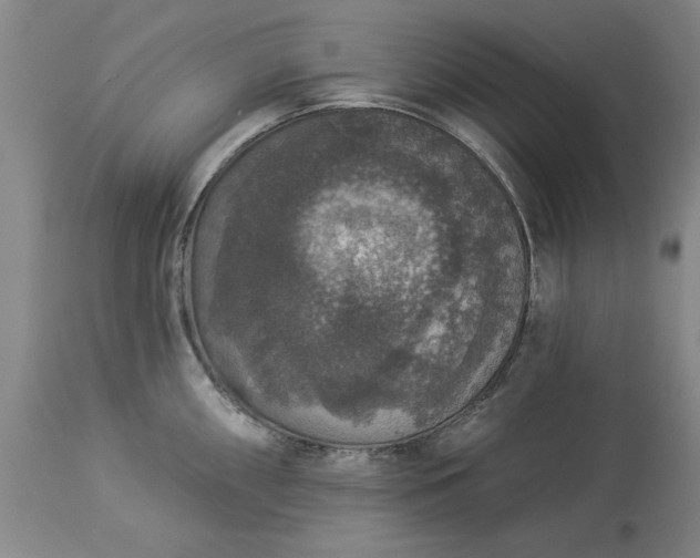 X0000113551098200910021525