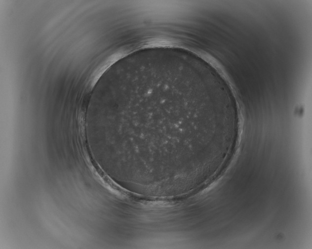 X0000113551337200910021521