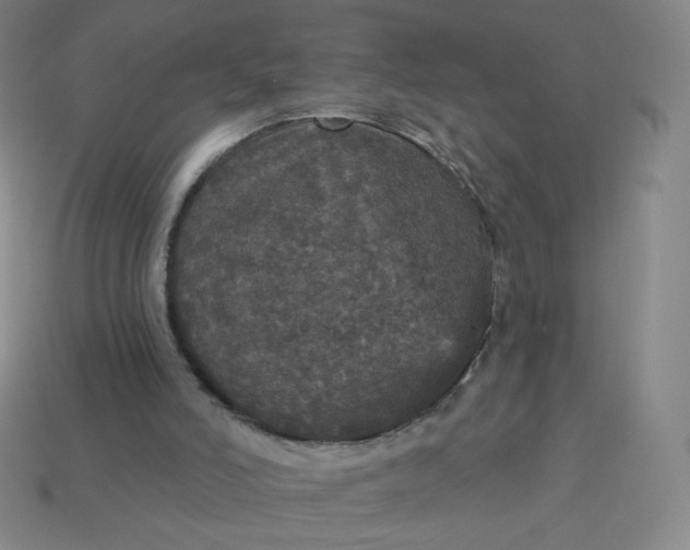 X0000113550006200910091313