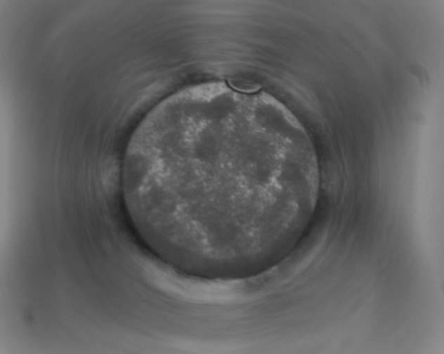 X0000113550036200910091313