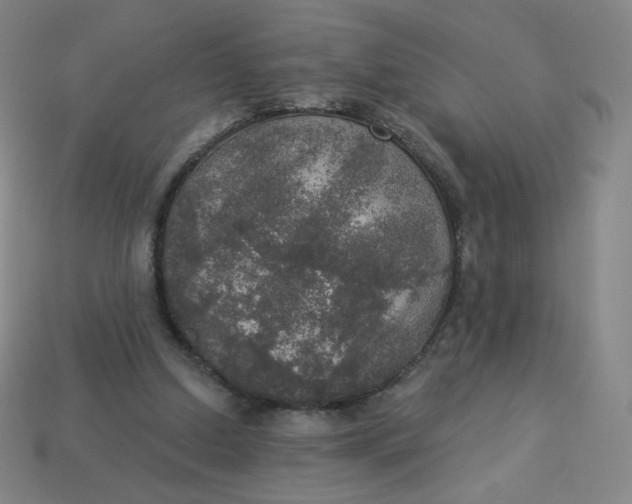 X0000113550250200910091310