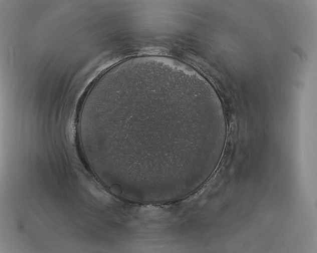 X0000113550290200910091309