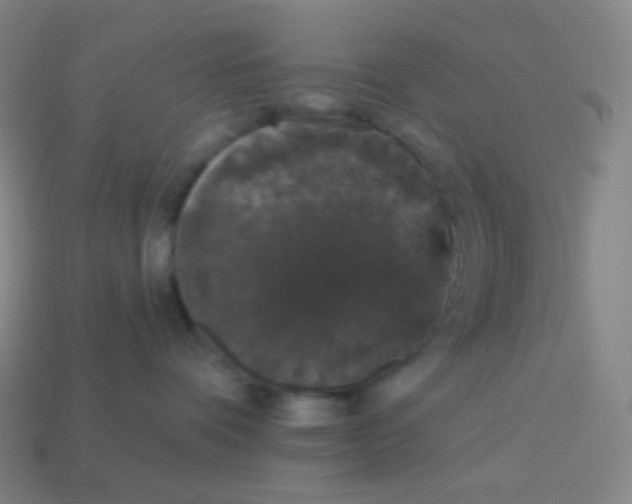 X0000113550336200910091309