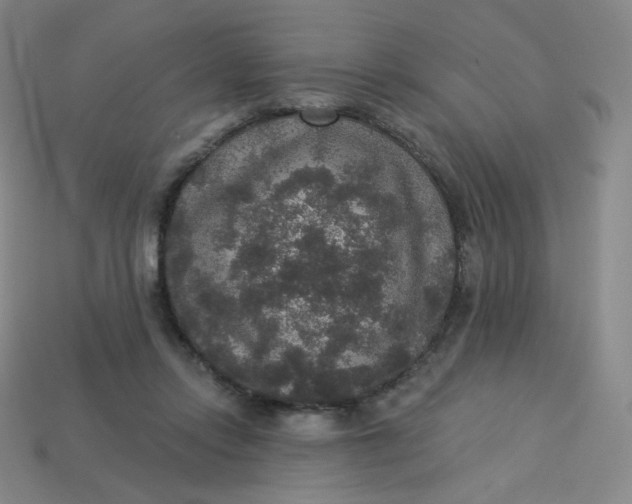 X0000113550358200910091309