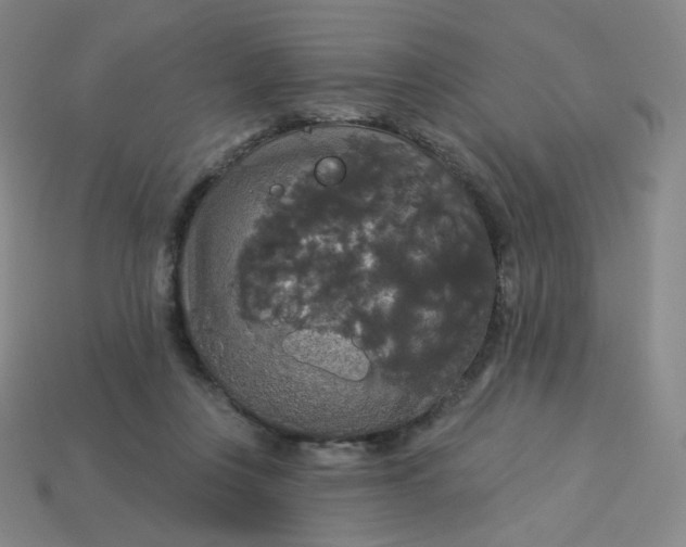 X0000113550359200910091309