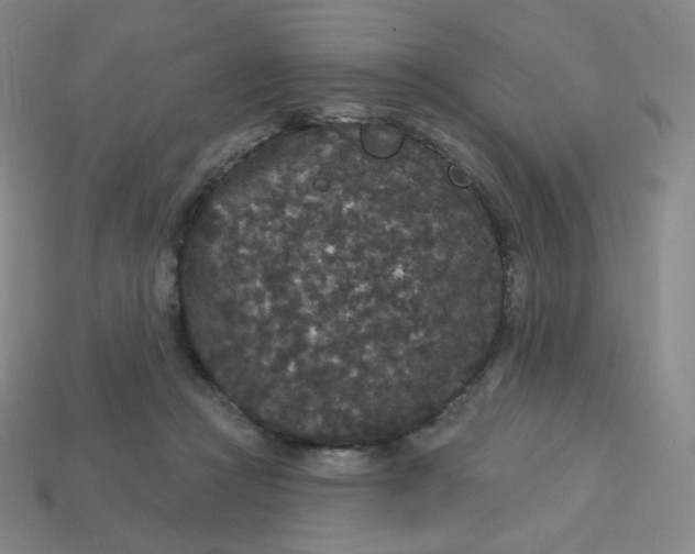 X0000113550361200910091309