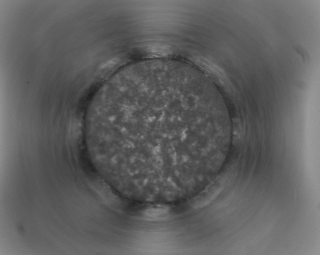 X0000113550369200910091309