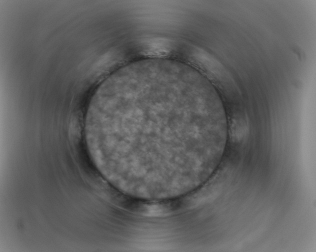 X0000113550370200910091309