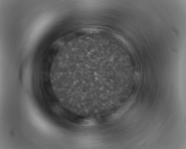 X0000113550381200910091309