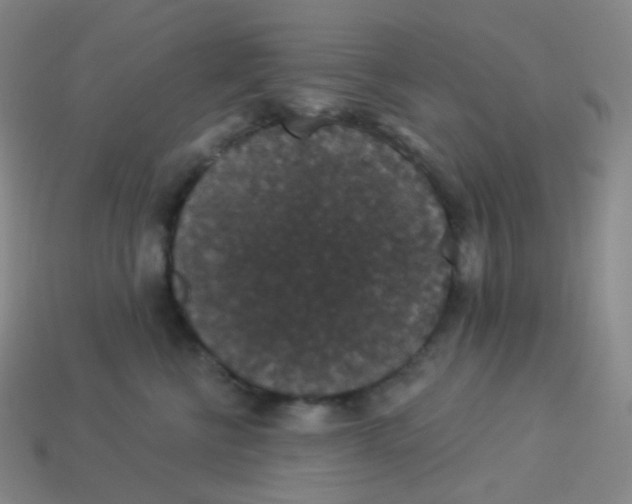 X0000113550570200910091306