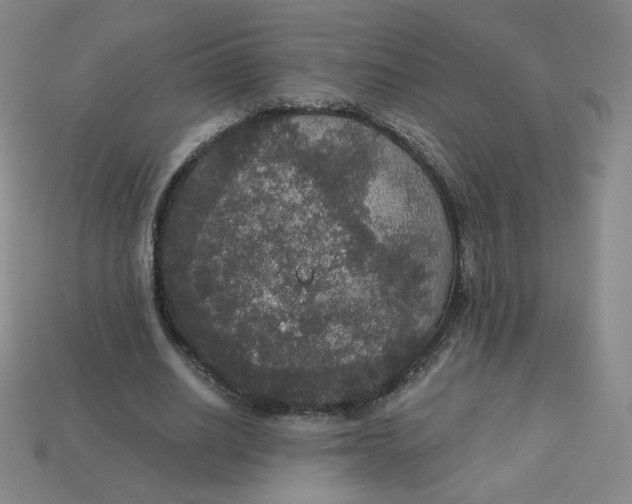 X0000113550630200910091304