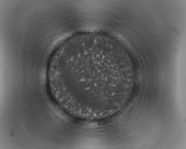 X0000113550640200910091305