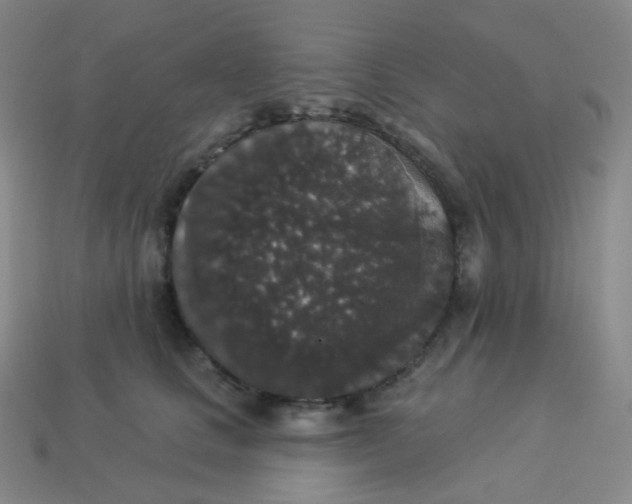 X0000113550661200910091305