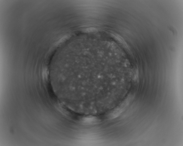 X0000113550669200910091305