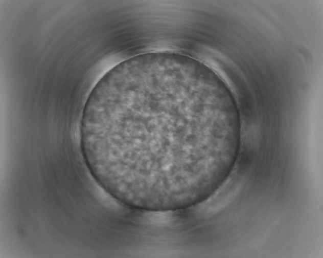 X0000113550810200910091302