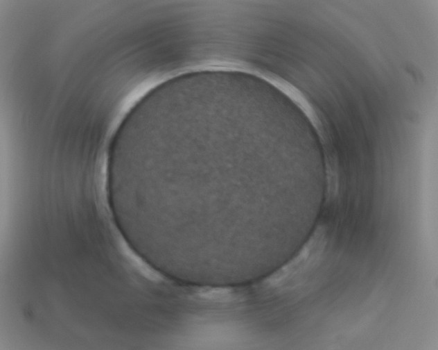 X0000113551006200910091300