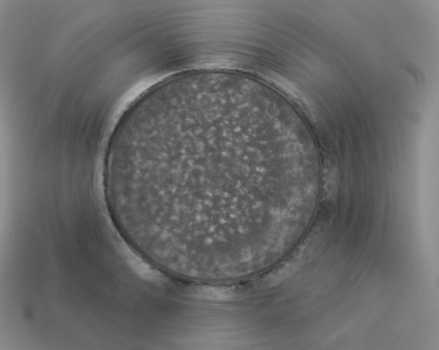 X0000113551086200910091259