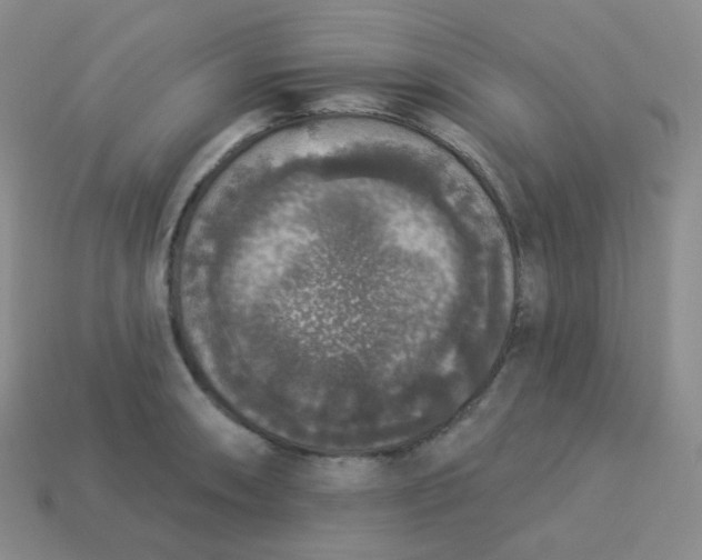 X0000113551090200910091259