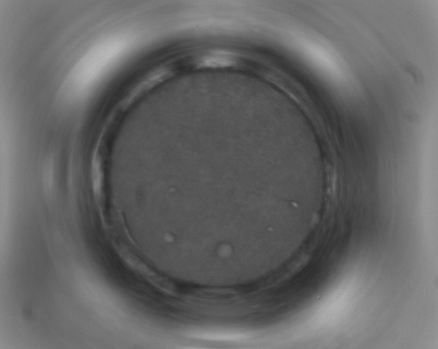 X0000113551151200910091259