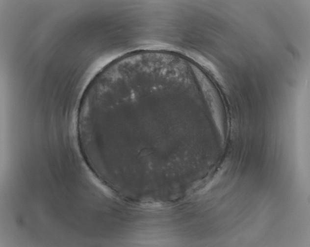 X0000113551231200910091257