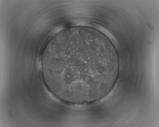 X0000113551241200910091257