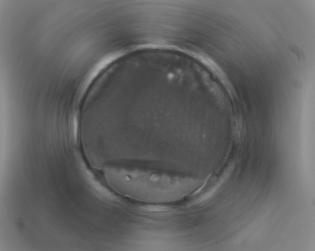 X0000113551295200910091256