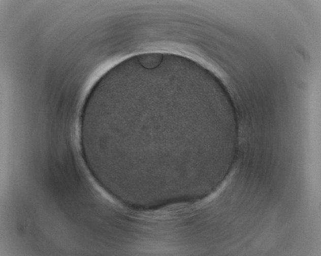 X0000113551517200910091253