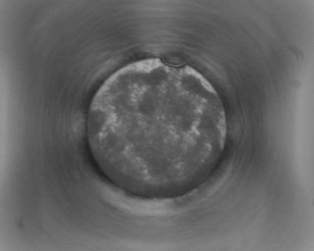X0000113550036200910161444