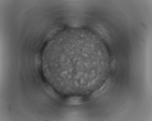 X0000113550179200910161442