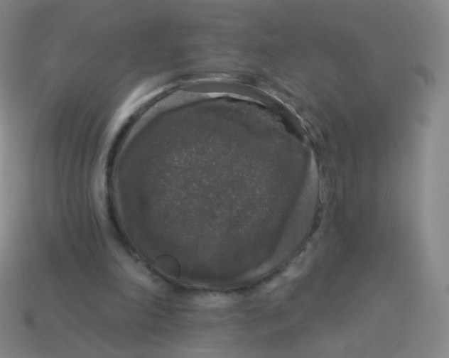 X0000113550198200910161441