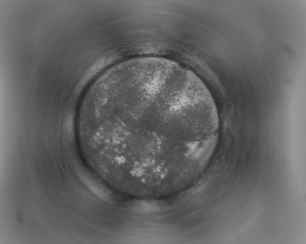 X0000113550250200910161440