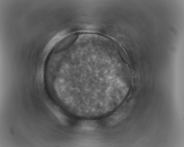 X0000113550296200910161440