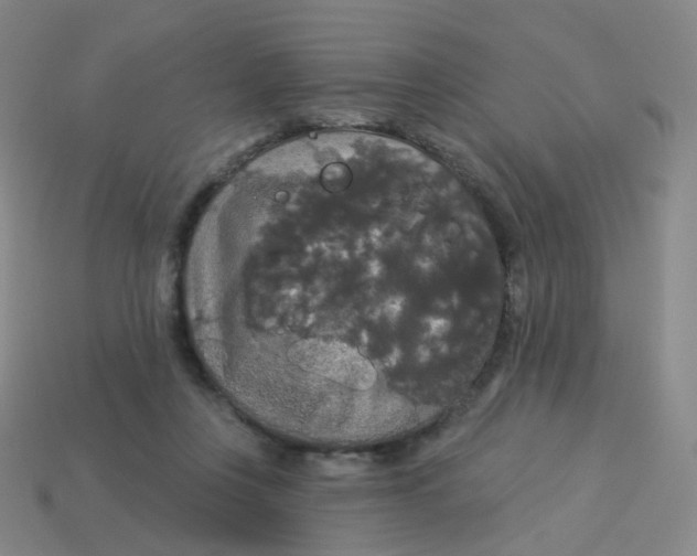 X0000113550359200910161439