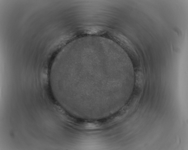 X0000113550510200910161437