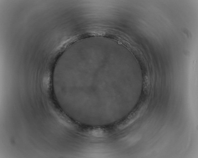 X0000113550600200910161435